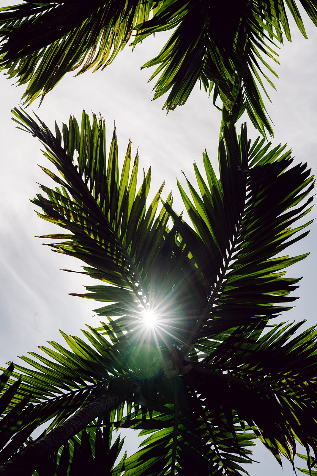 Sun shining through palm leaf in Coconut Grove Miami Florida on wedding day at Mayfair House Hotel & Garden.