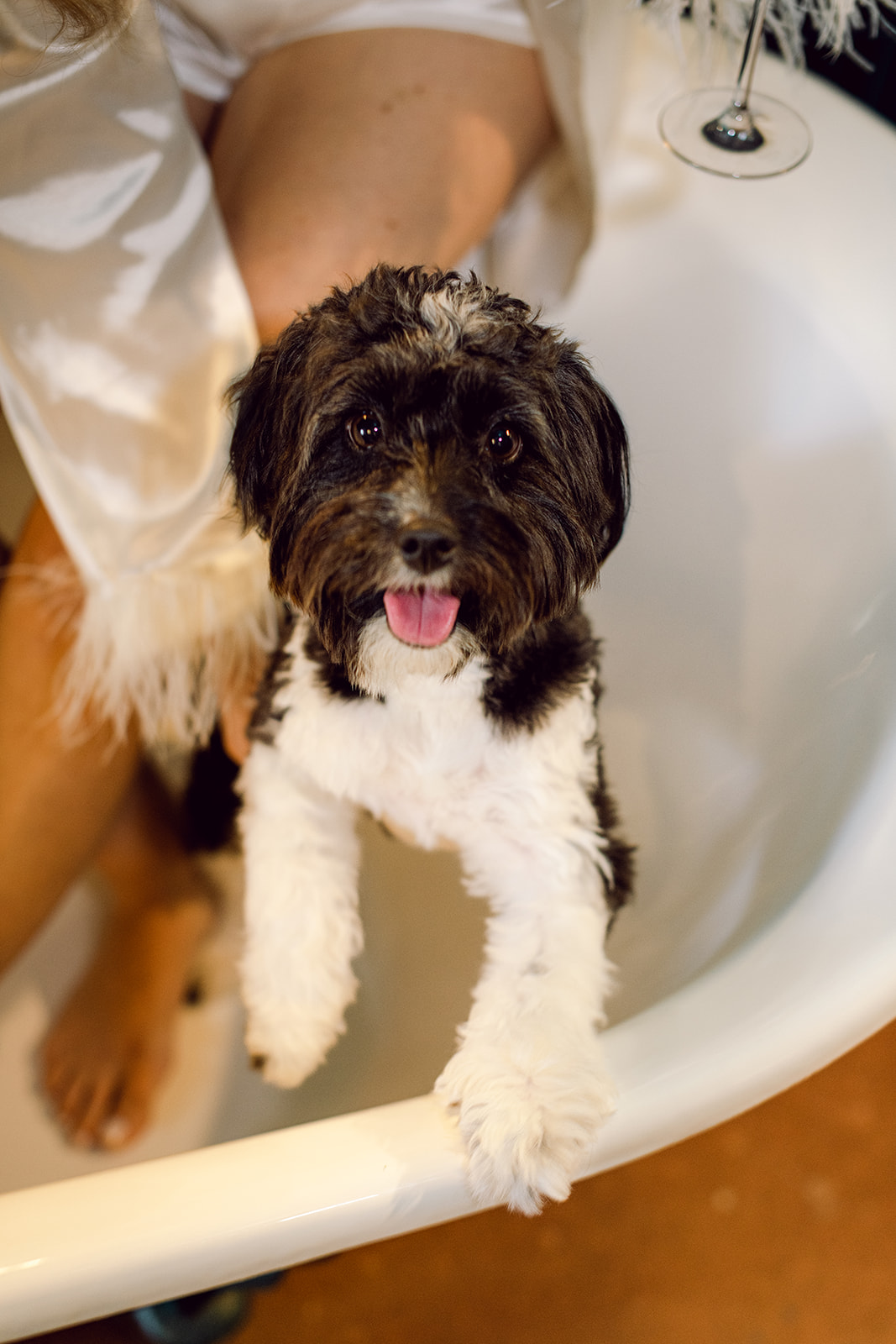 Bride's cute puppy in clawfoot tub at Mayfair House Hotel & Garden, Miami on her wedding day.