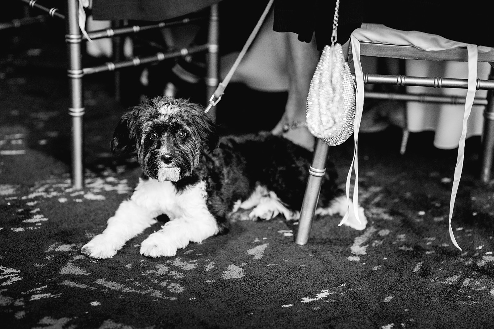Black and white of puppy sitting adorably at reception hall of Mayfair House Hotel & Garden, Miami on wedding day.