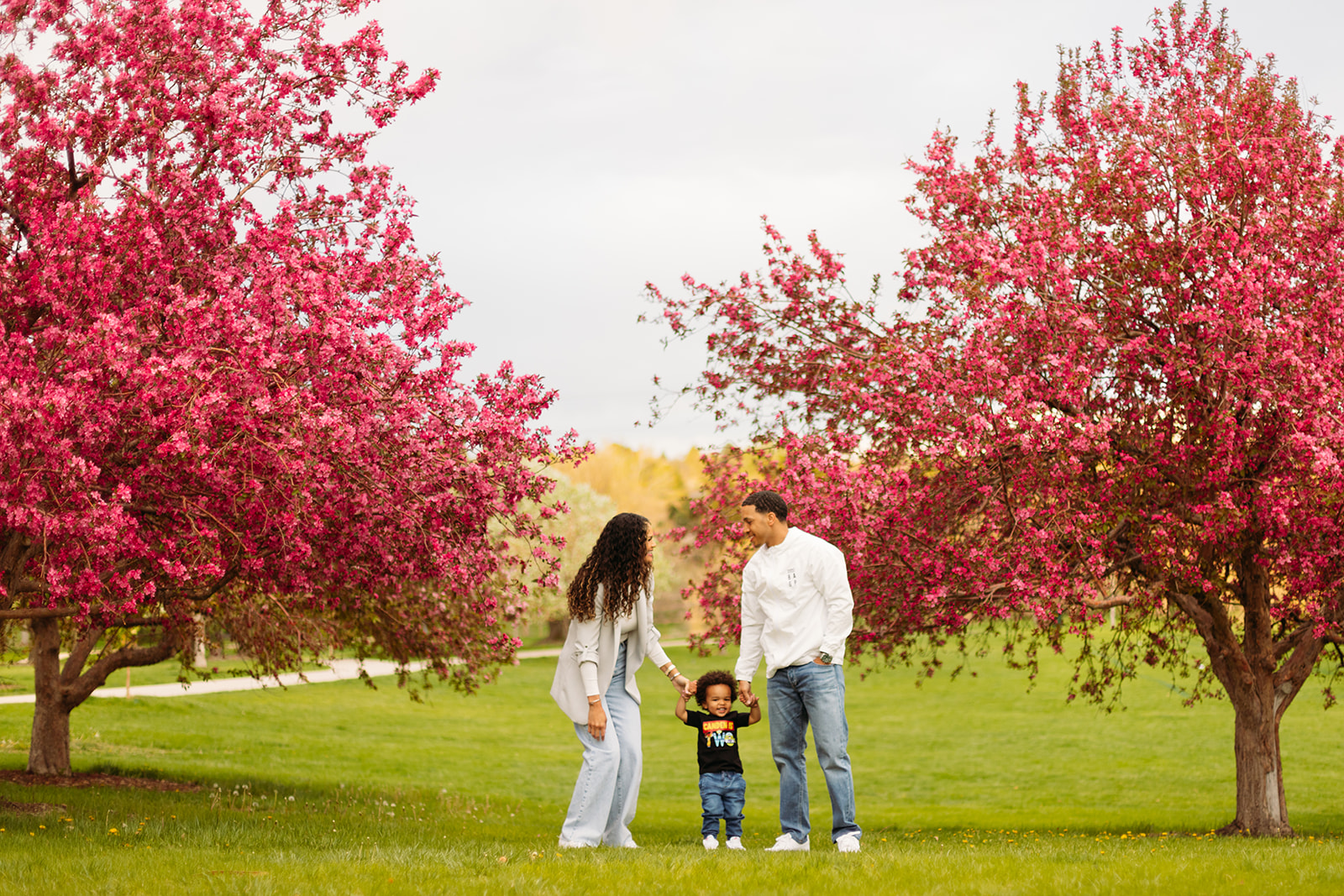 pink cherry blossom trees and green grass in denver colorado at city park