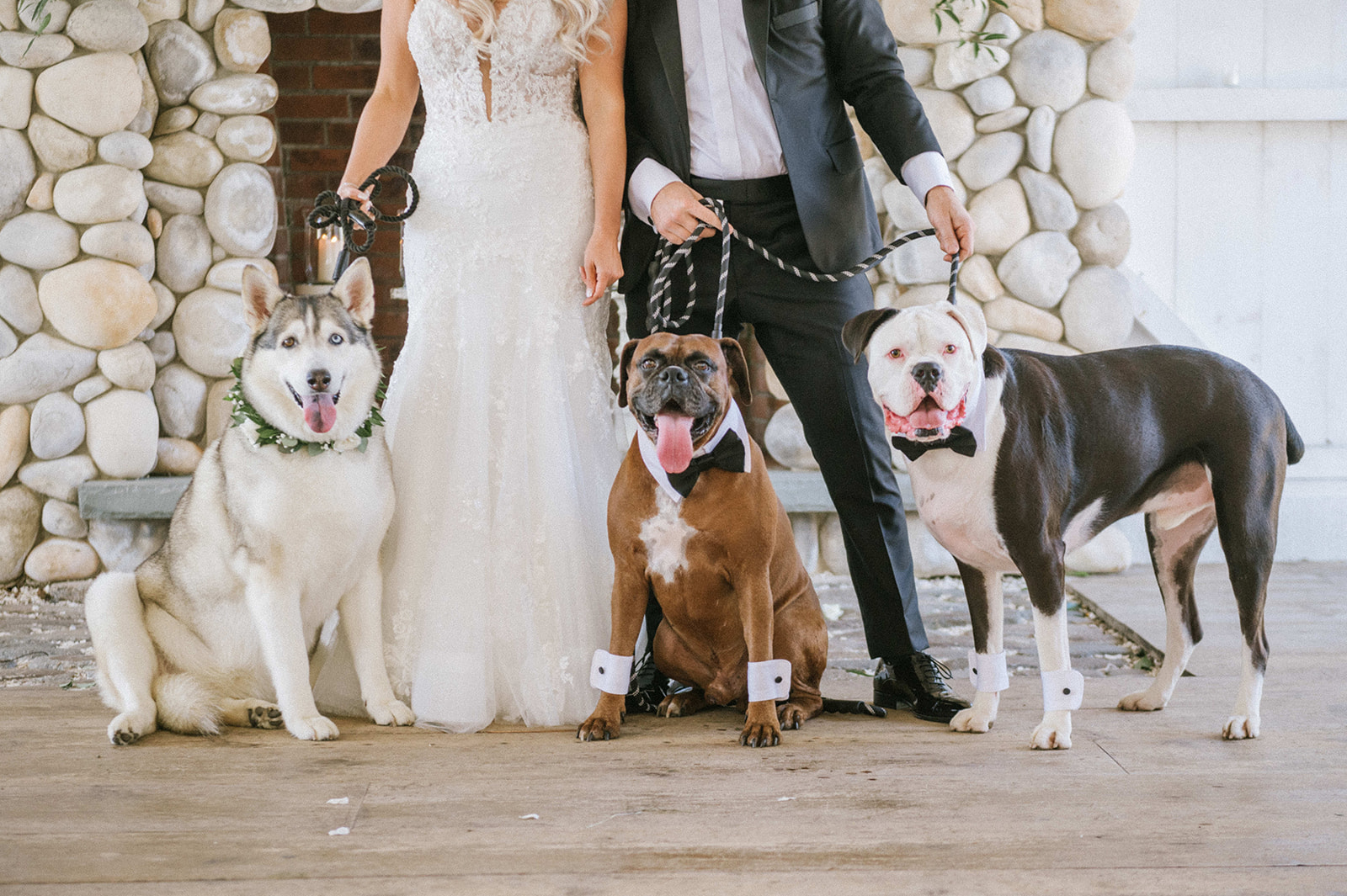 Big dogs wedding photos