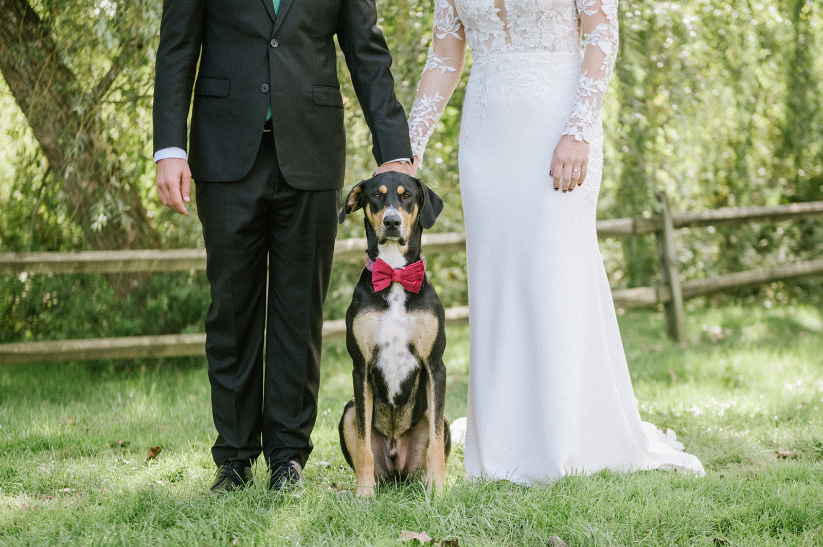 Dog wedding portraits