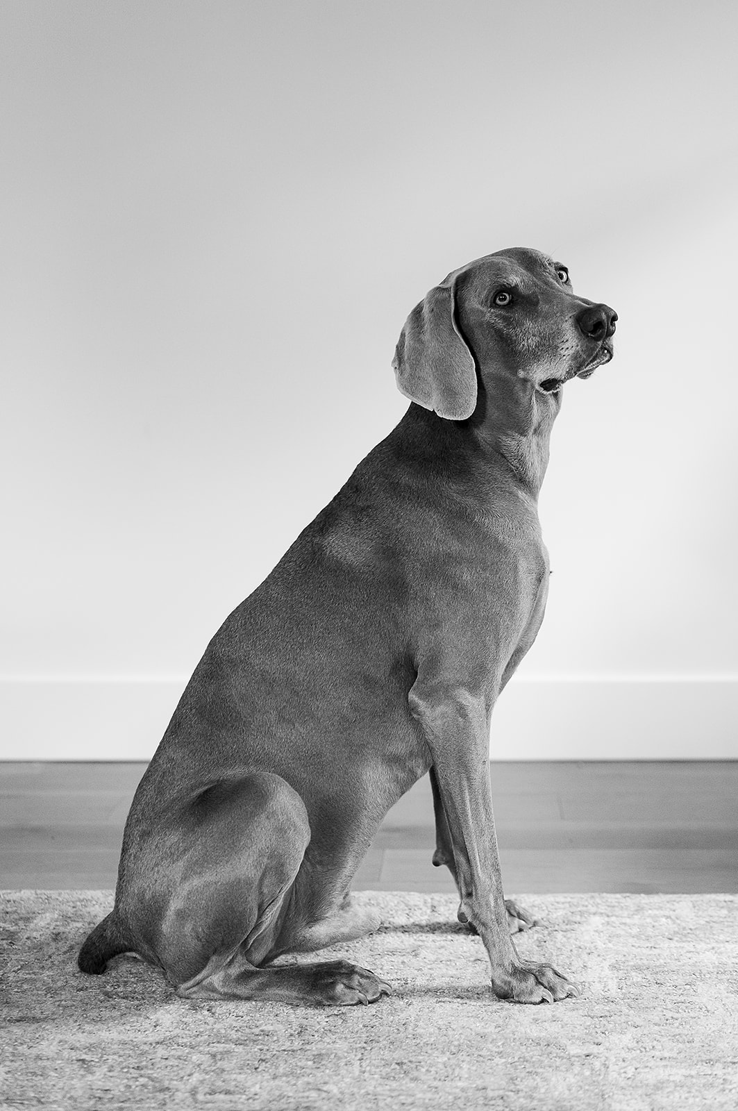 dog posed for portraits