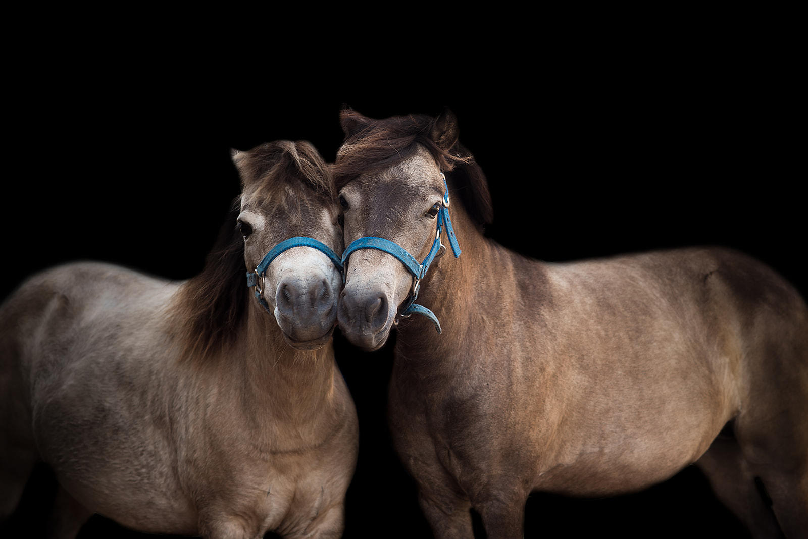 Two miniature horses photographed by Dark Horse Photography