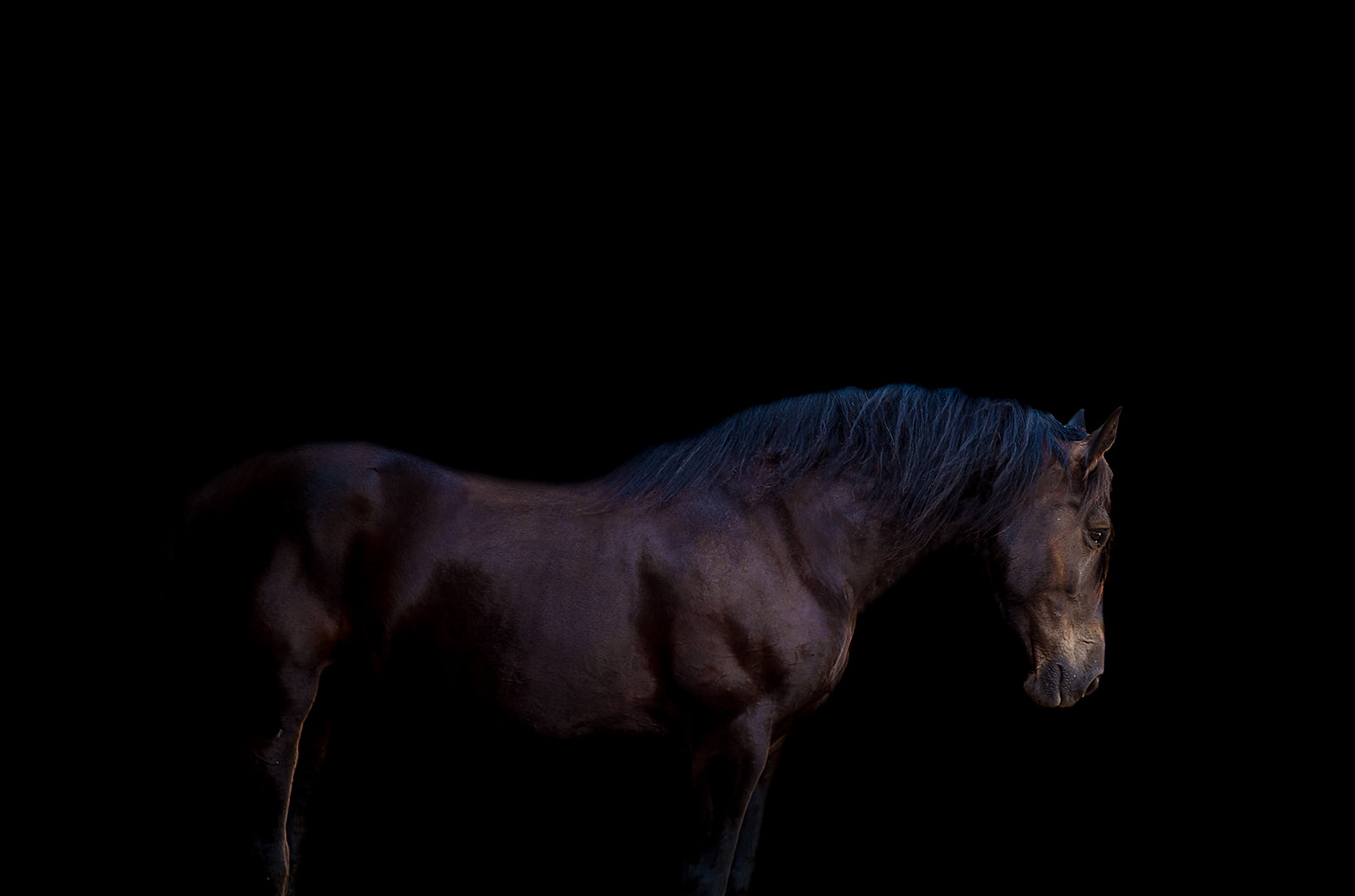 Black Percheron mare photographed by Dark Horse Photograph