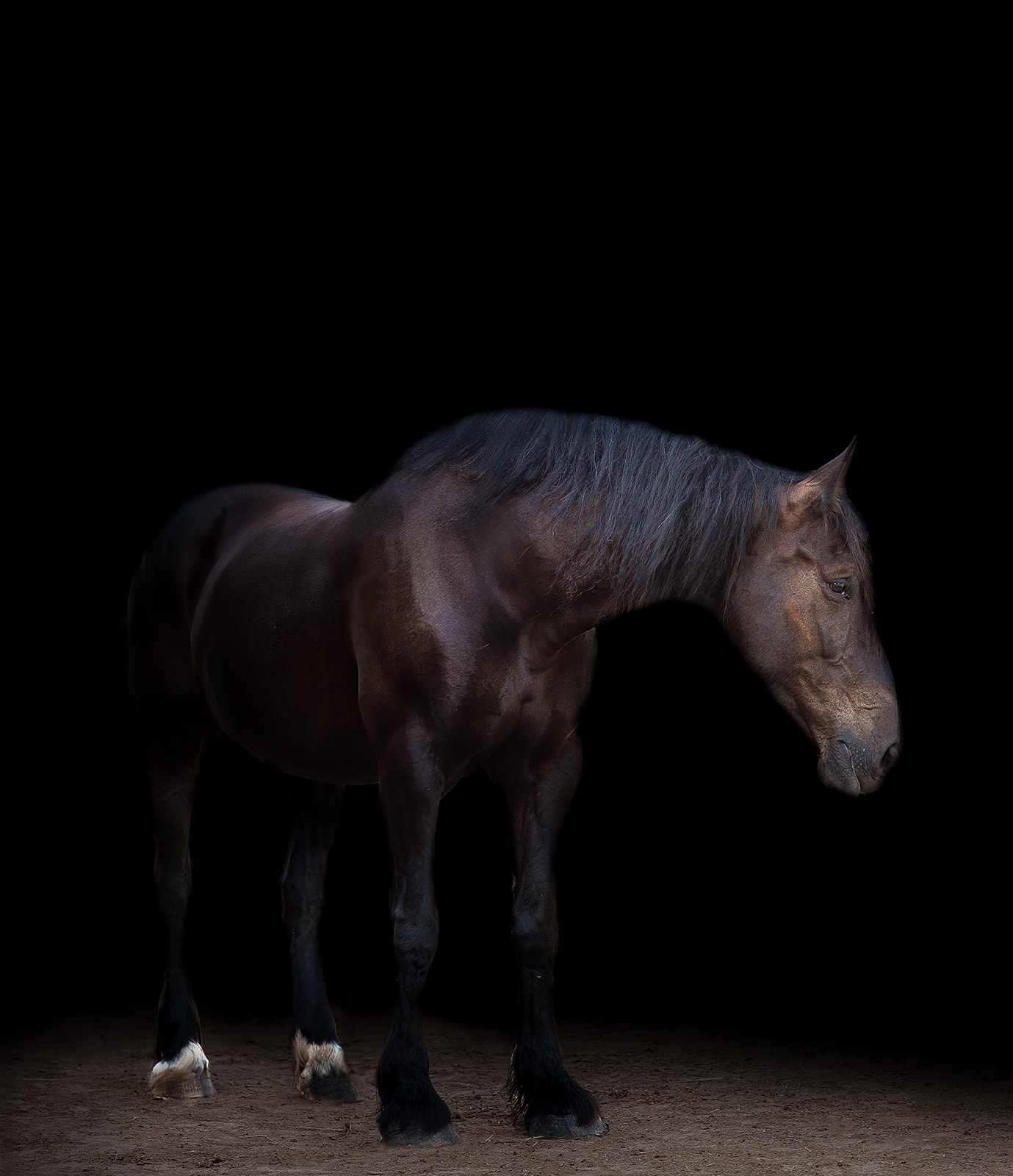 Black Percheron mare photographed by Dark Horse Photograph