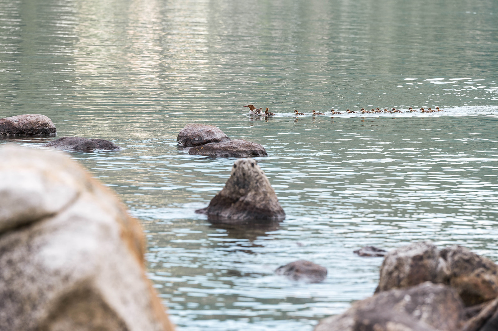 A mother duck and her ducklings on Kootenay Lake