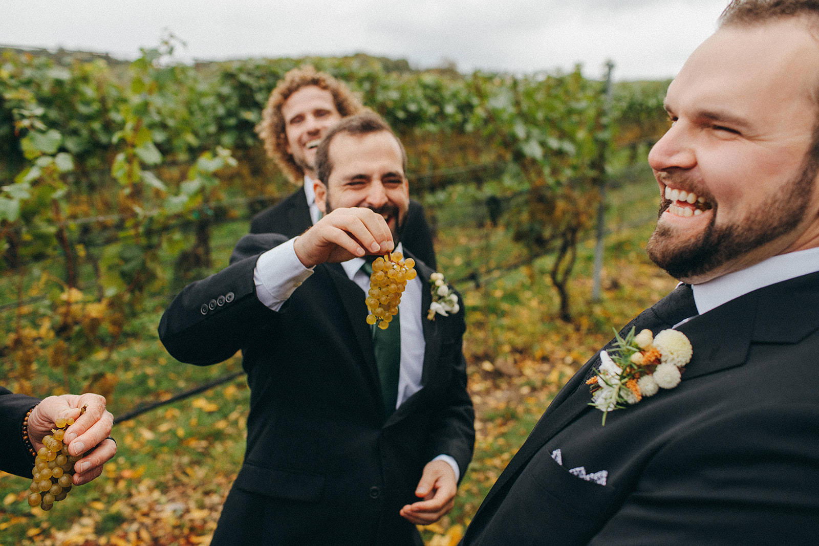 A groom and his friend have fun cutting some grapes from the vines at Aurora Cellars 