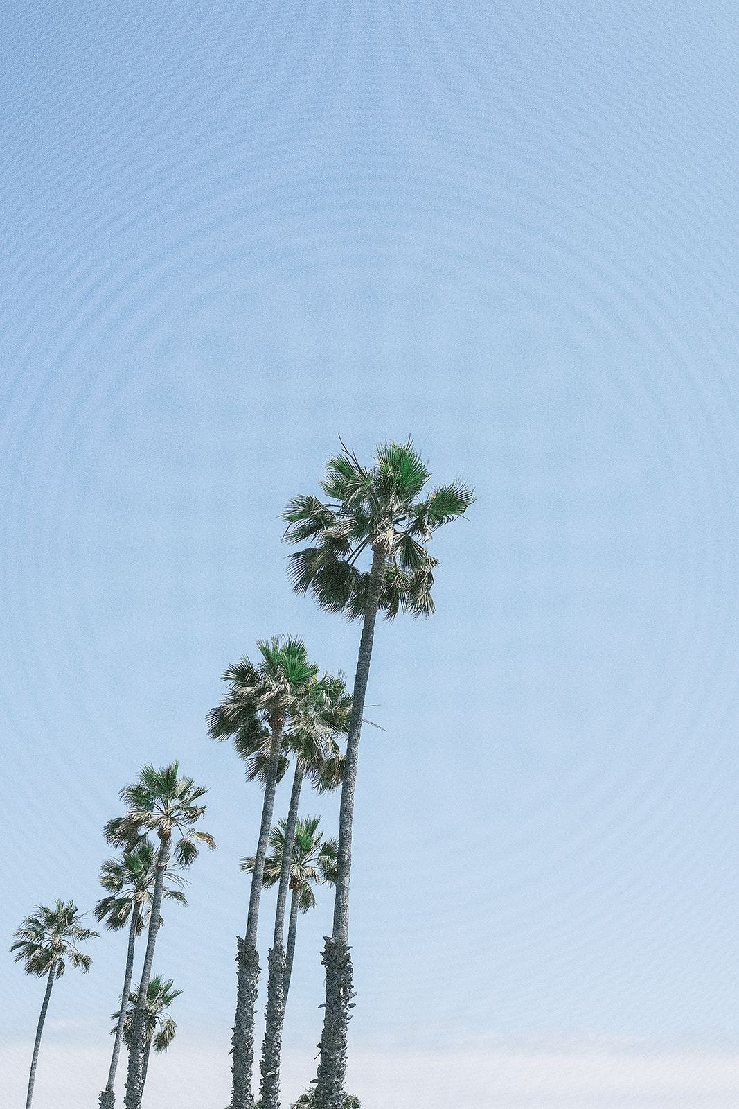 California Palm Trees 