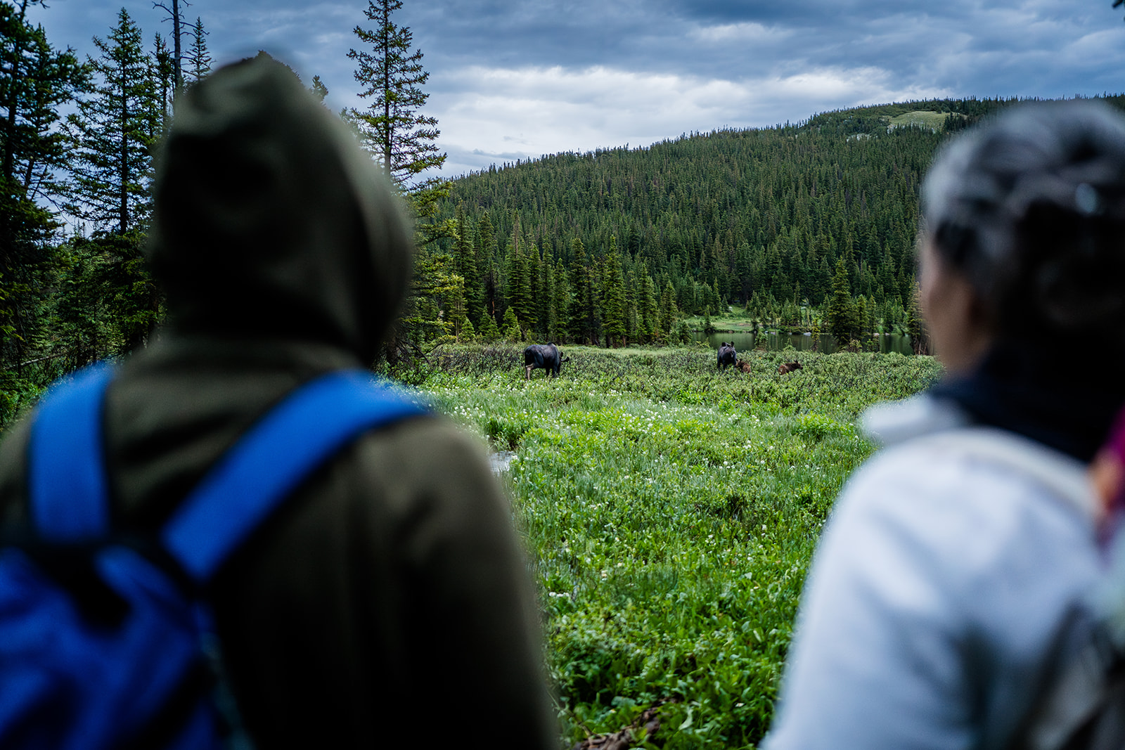 a couple is greeted by moose on the trail on their way to their elopement location in the mountains