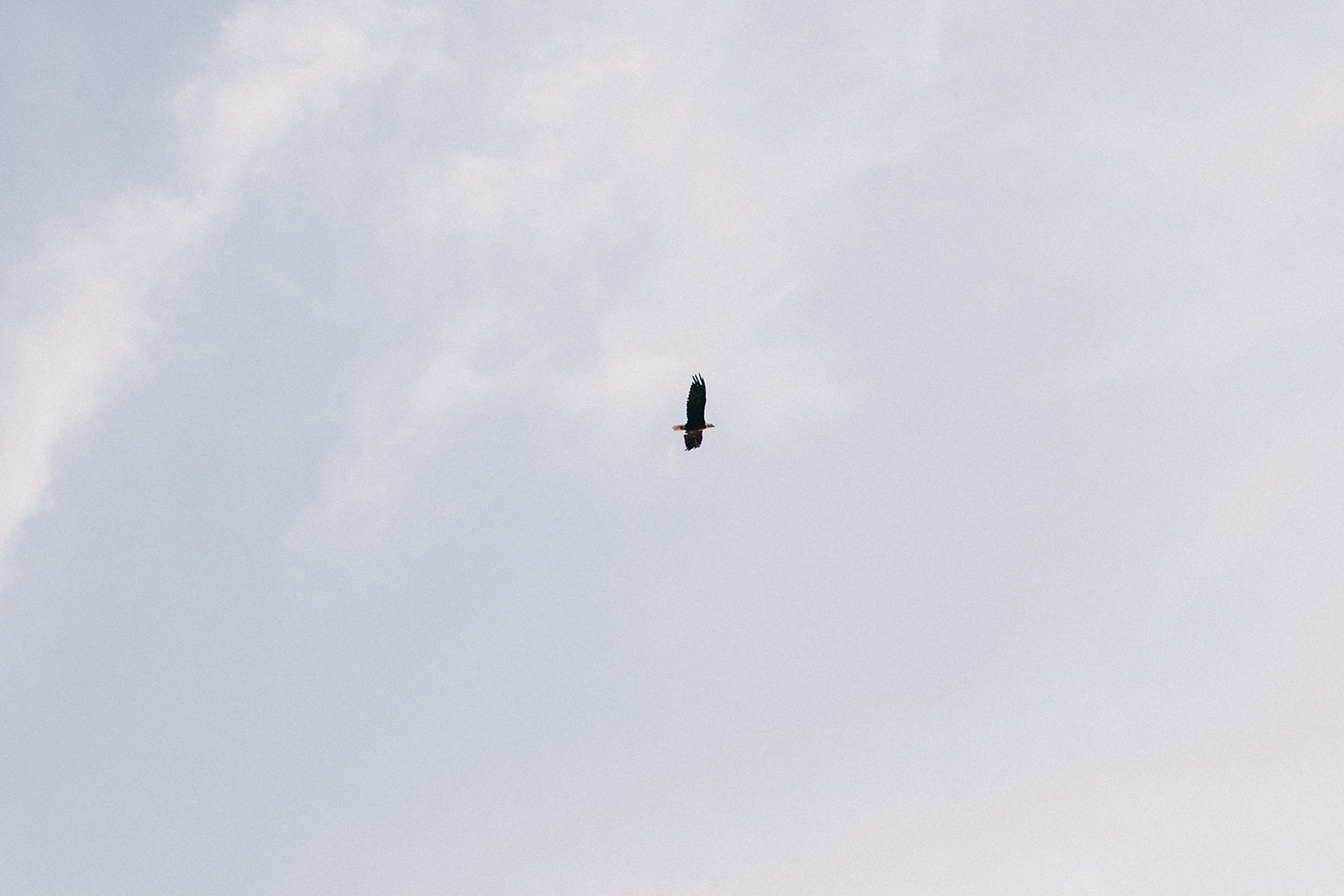 A bald eagle flies overhead off the coast of Lake Michigan