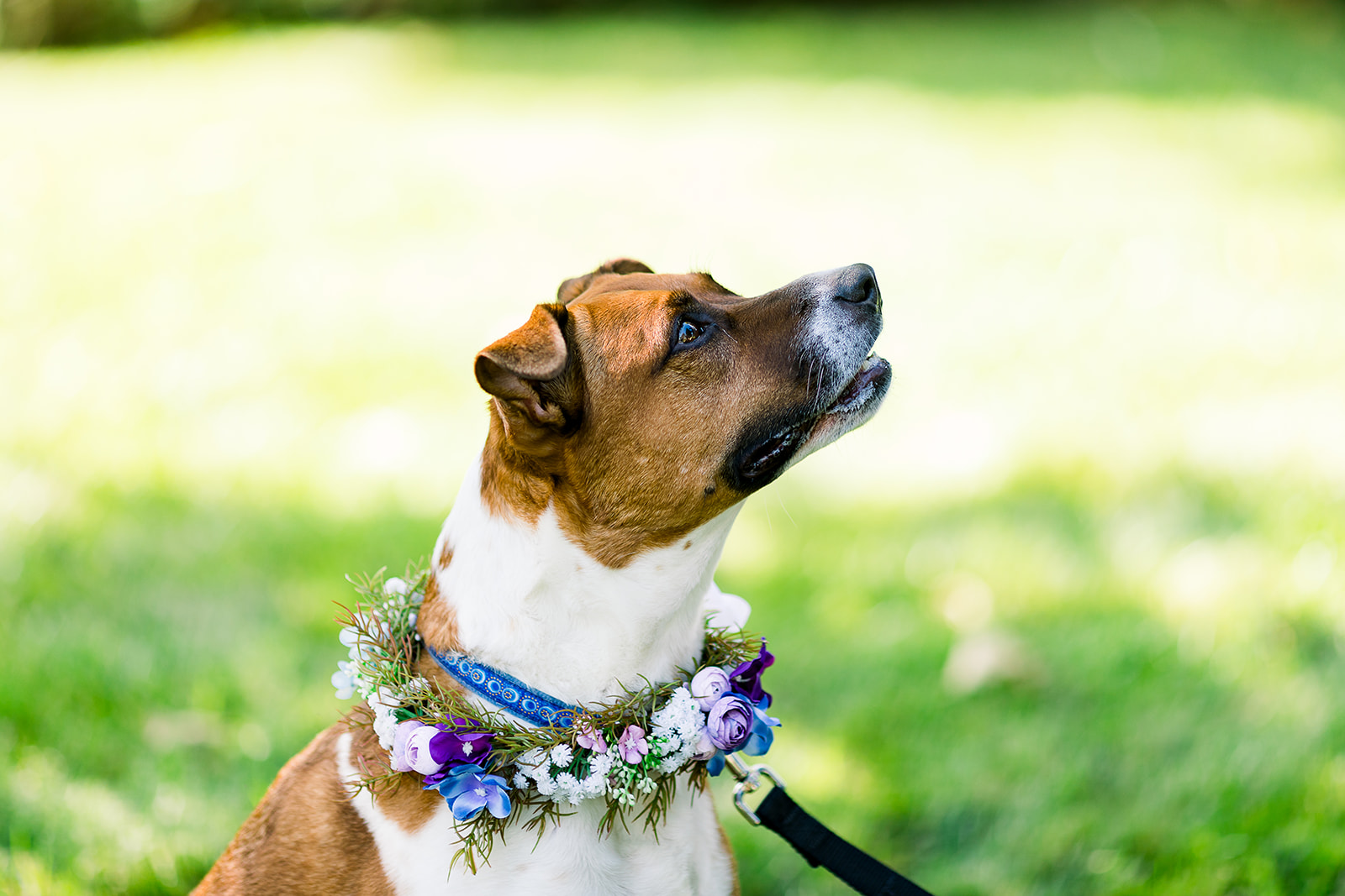 Adorable dog Brandi, adorned with a flower crown, joins the couple in a heartwarming ceremony moment