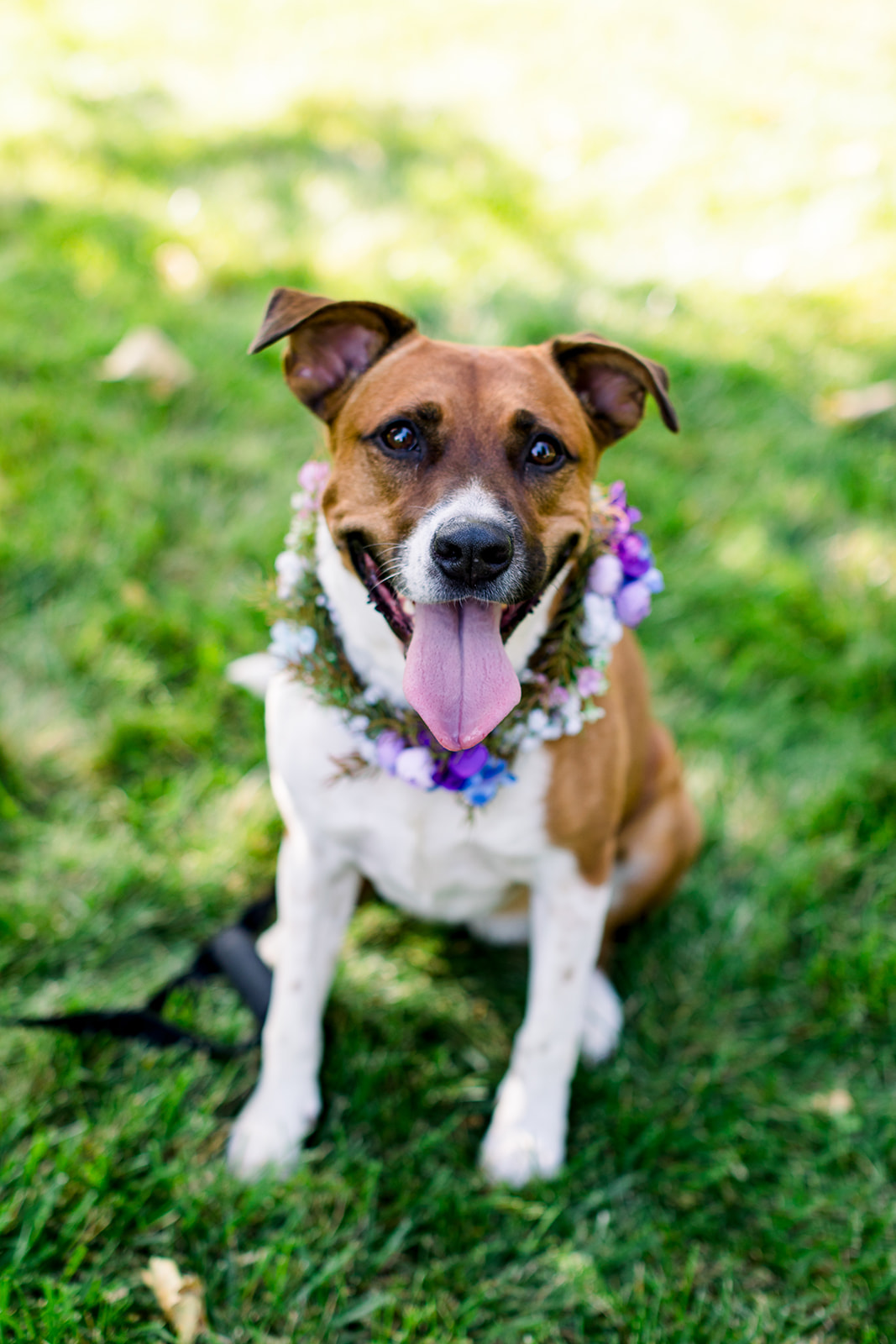 Adorable dog Brandi, adorned with a flower crown, joins the couple in a heartwarming ceremony moment