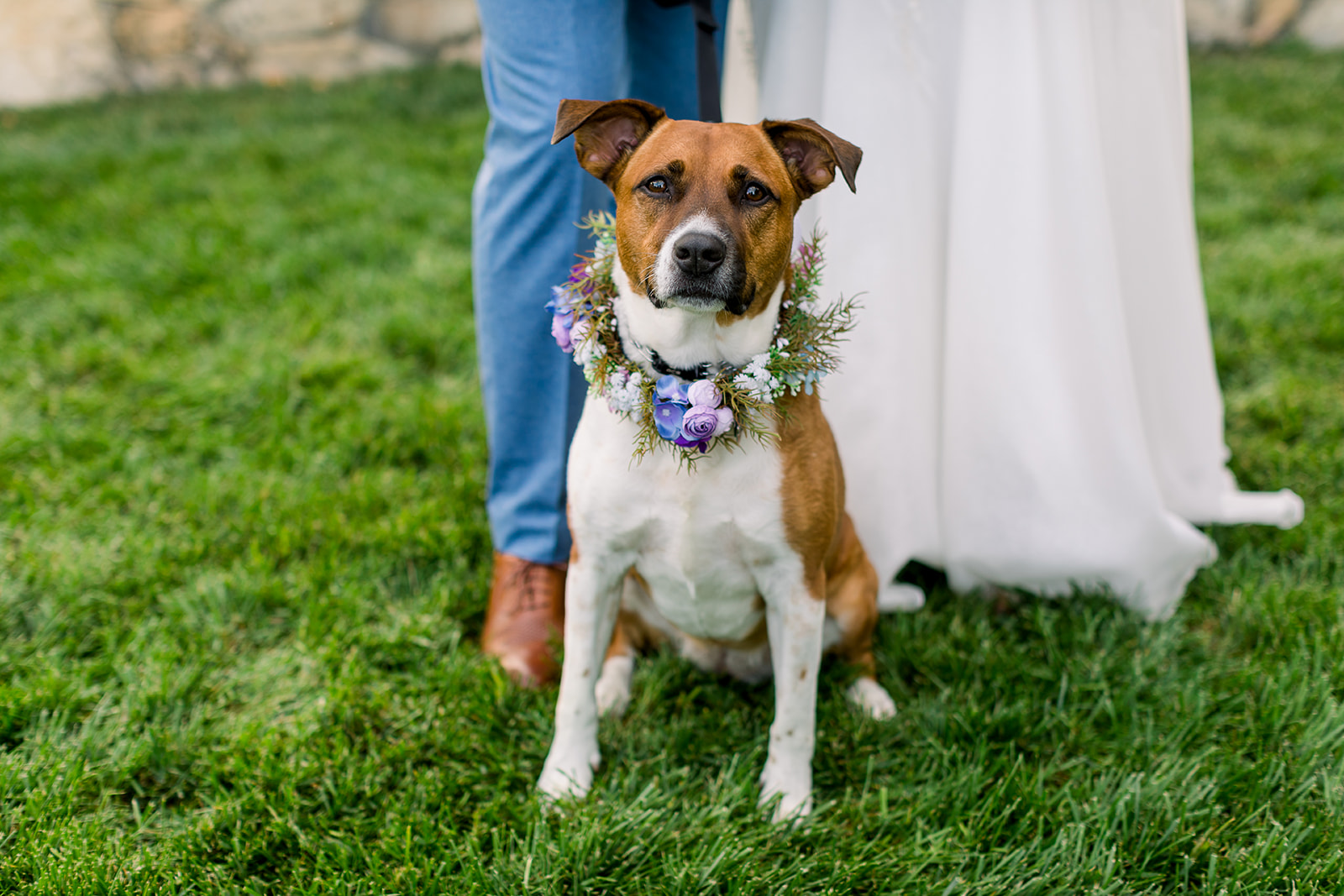 willow and oak wedding dog