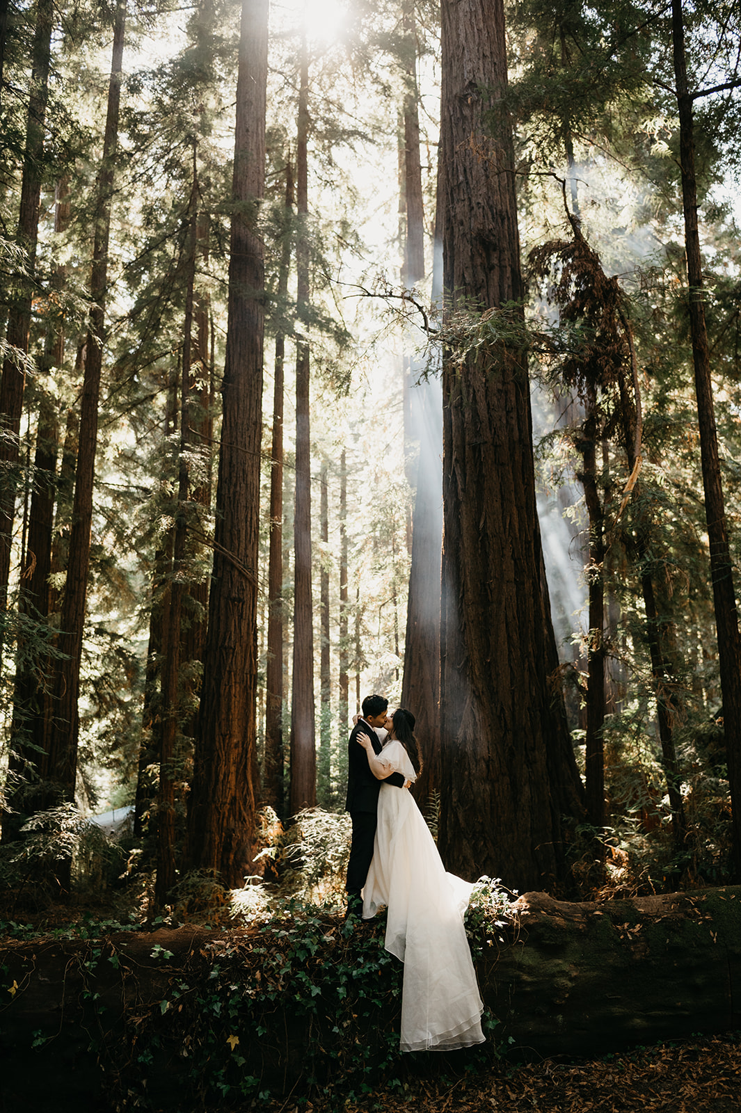 Redwood forest of Big Sur, bride and groom posing on a fallen redwood tree with ivy growing all around.