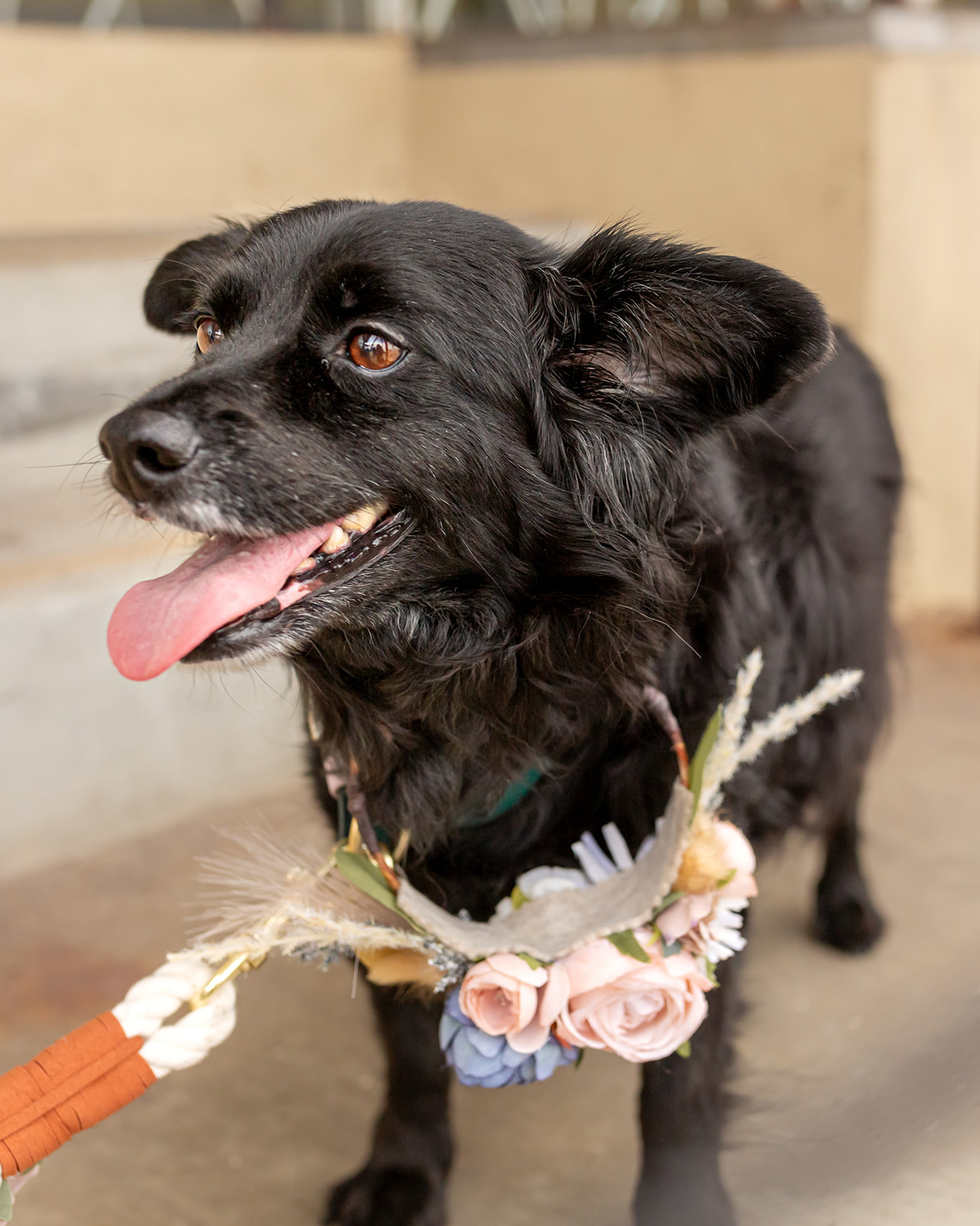 dog with custom wedding floral collar and leash
