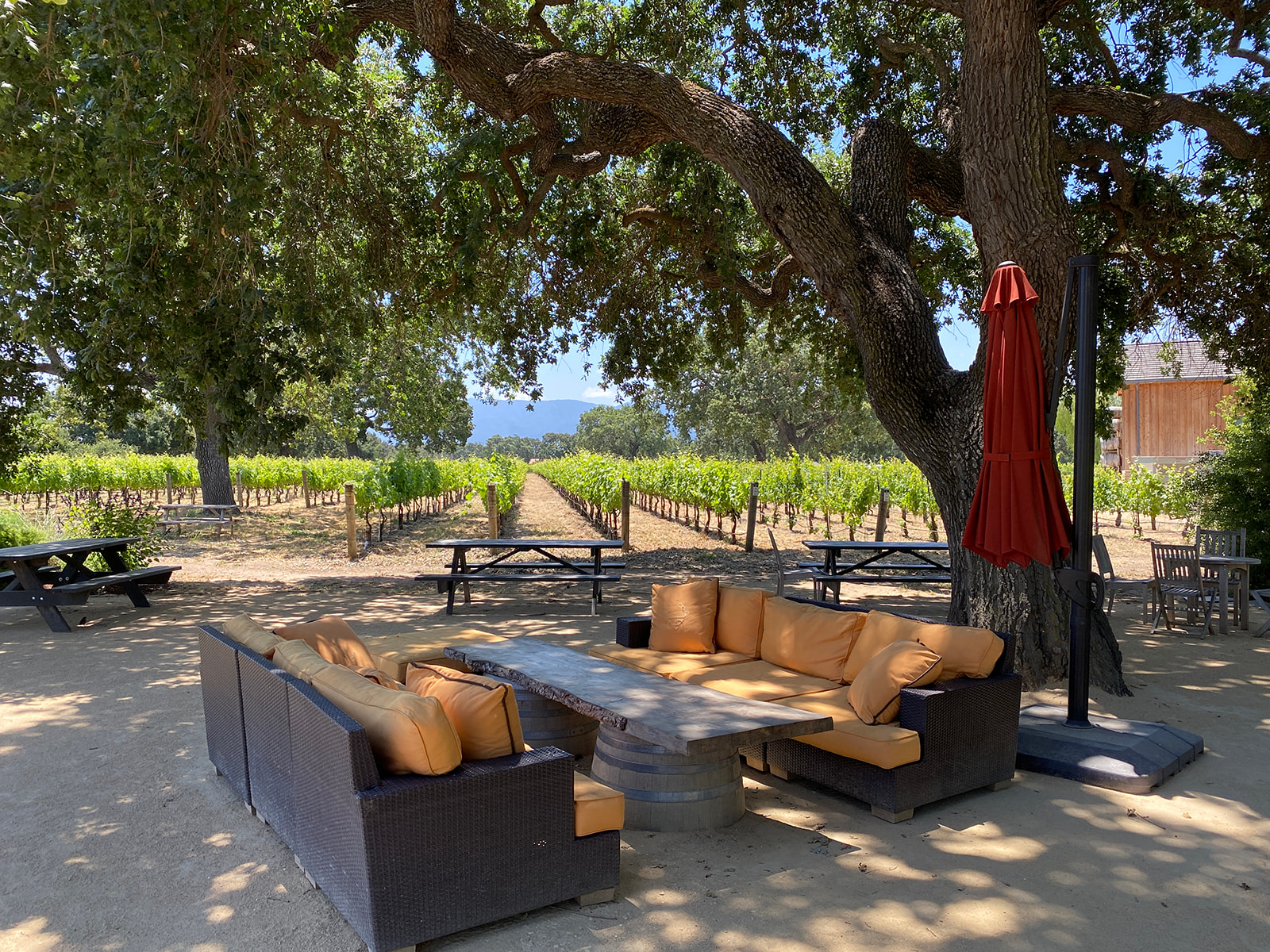Cozy couch beneath the tree next to the vines at Roblar Winery and Vineyard California engagement photographer
