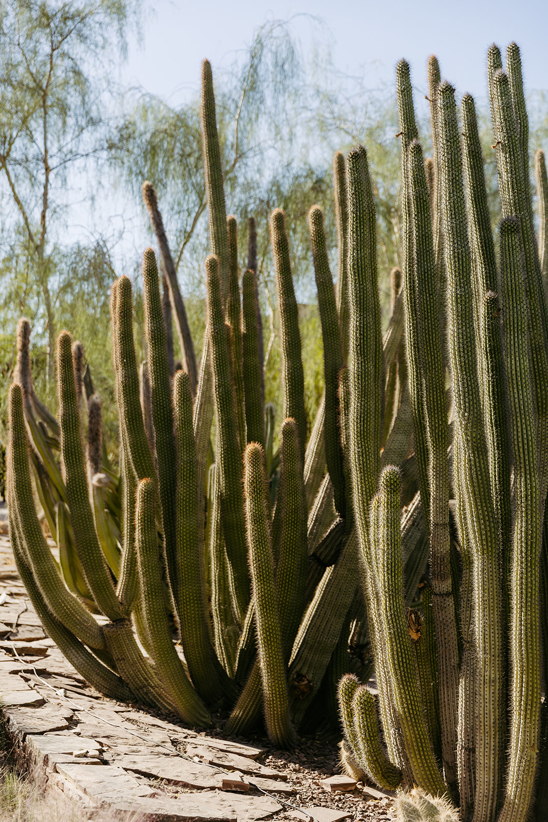 arizona cactuses at desert botanical gardens phoenix arizona destination wedding Brianna Kirk Photography