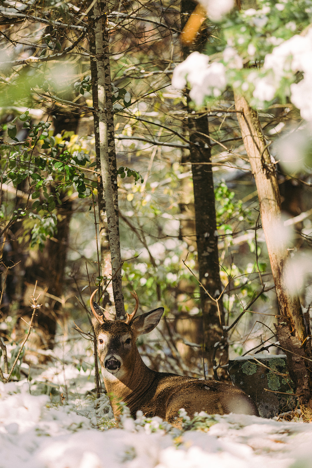 taylors falls minnesota wisconsin nature photographer deer resting 