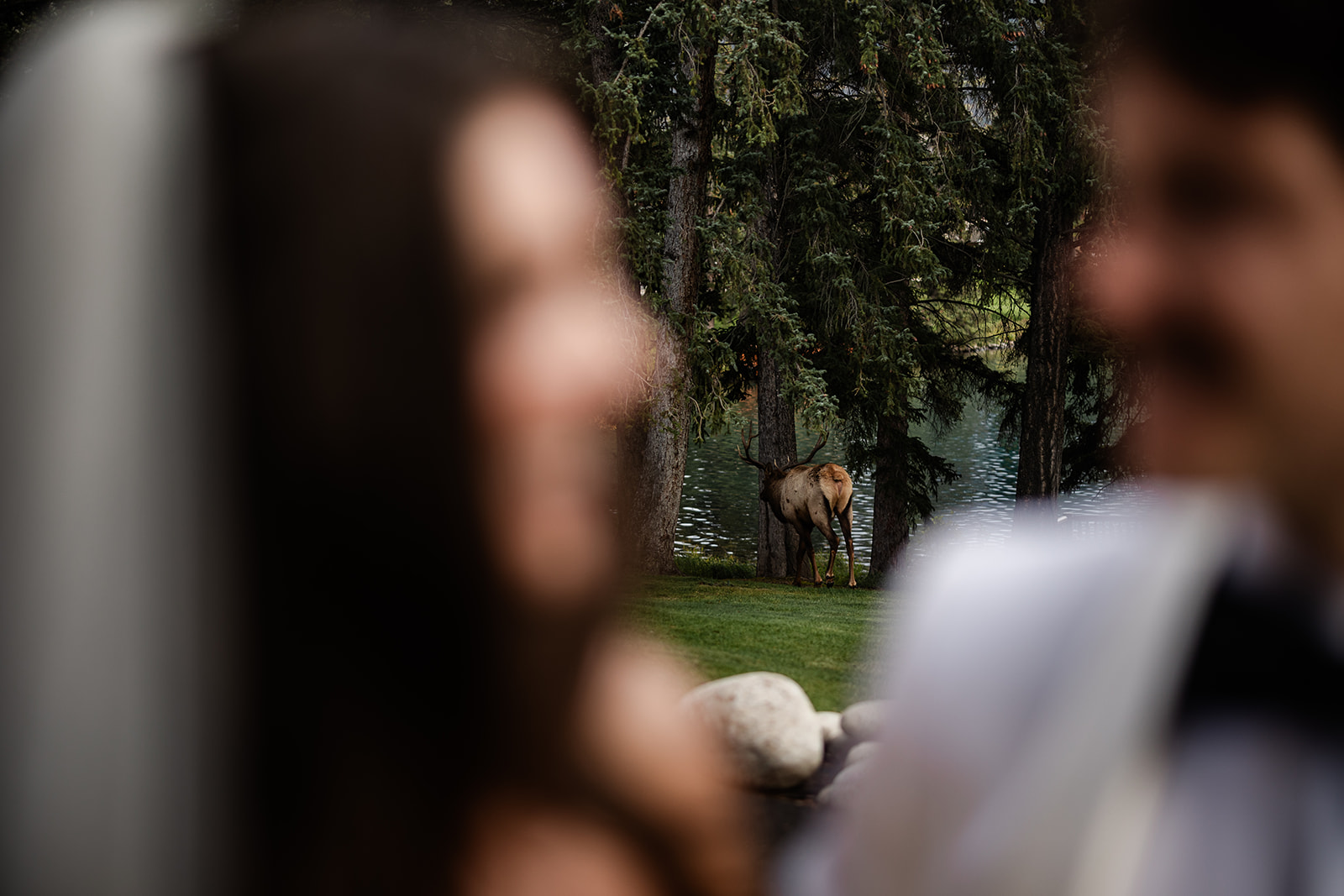 A couple poses with a bull elk on their wedding day at the Fairmont Jasper Park Lodge