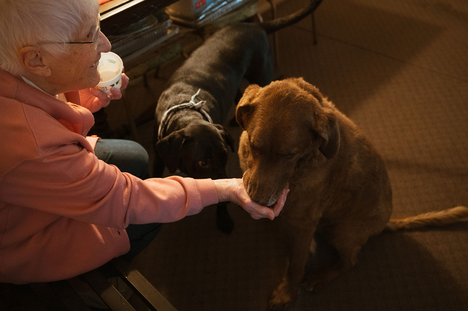 Pittsburgh-family-portrait-grandmother-and-dogs