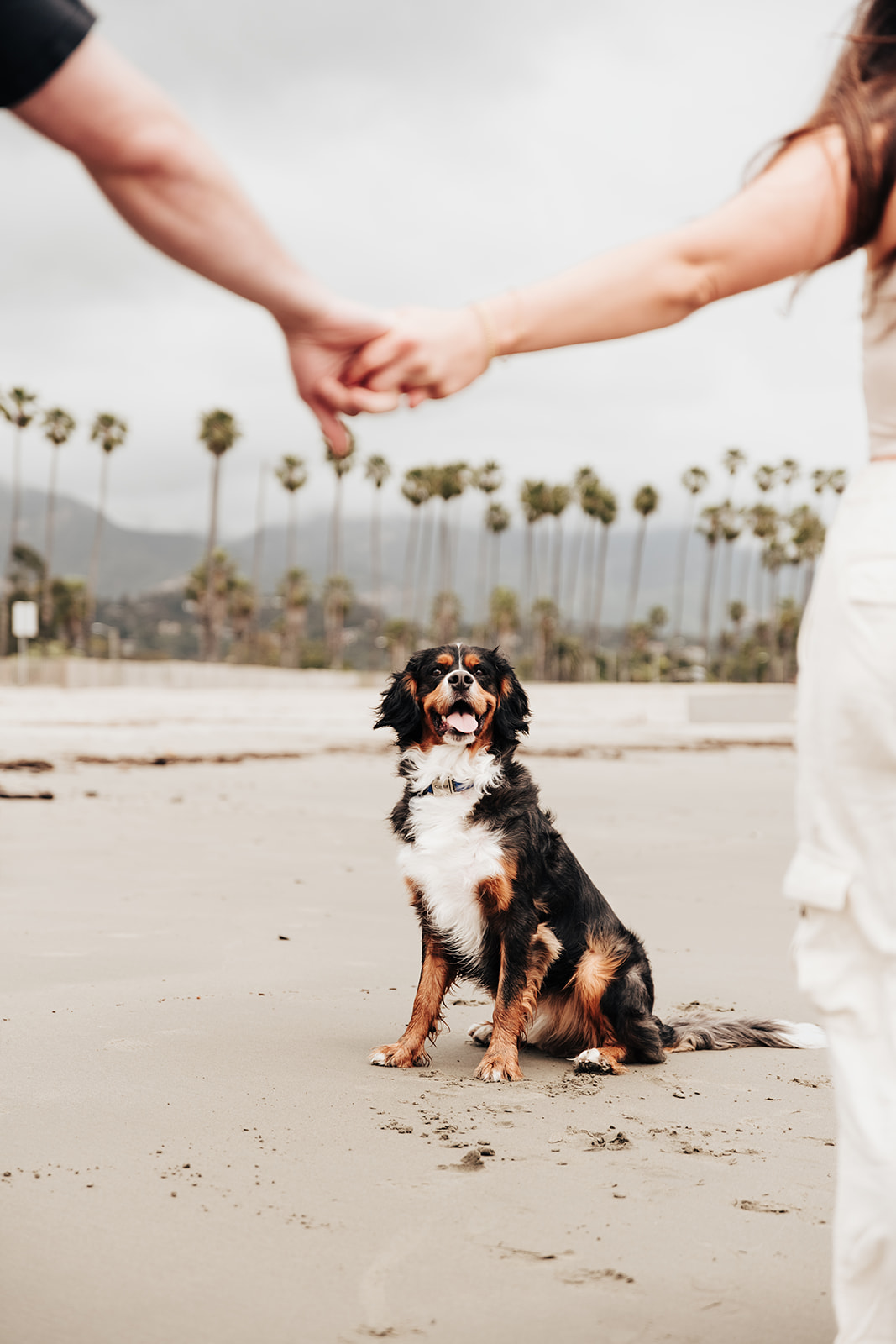 engagement session with dog on east beach Santa Barbara 